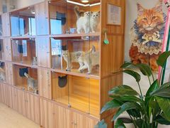 -猫十亿·布偶金渐层·曼基康矮脚猫舍(青年路店)