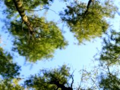 -上海共青森林公园