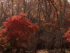 -上海共青森林公园