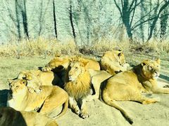 -北京野生动物园