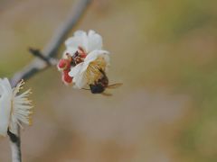 -蜀冈西峰生态公园