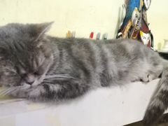 -猫色咖啡·猫咖