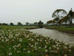 -上海都市菜园