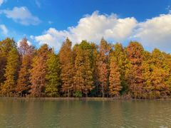 -上海海湾国家森林公园