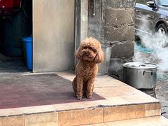 -苏记丸子汤(彭城路店)