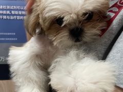 -恒幸动物医院·急重症转诊中心·神经内外科·CT核磁