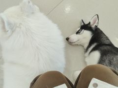 -共舞时光猫咖·狗咖(新街口店)