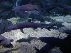 -烟台海昌鲸鲨海洋公园