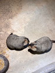 -酷嗒动物文化乐园(cutezoo西溪乐天城店)