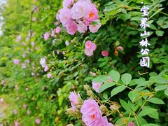 -宝界山林公园