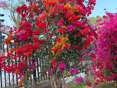 -赤坎·广东华侨国际旅游度假区