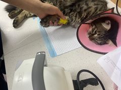 -联合动物医院(光谷诊疗中心)
