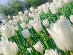 -北京国际鲜花港