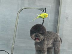 -宠福鑫康馨动物医院·骨科·眼科