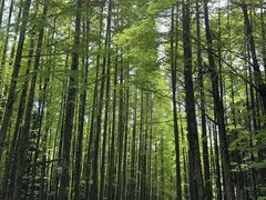 -山王坪喀斯特国家生态公园