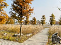 -春花秋色城市公园