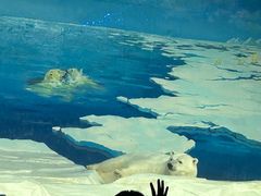 -海合安天津极地海洋公园