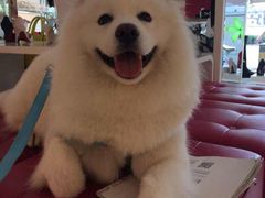 -顺强宠物诊所·狂犬免疫·夜诊·骨科(嘉定店)