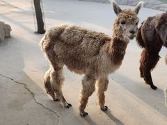 -西霞口神雕山野生动物世界