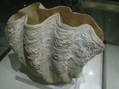 -青岛贝壳博物馆