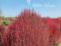 -汉长安城未央宫国家考古遗址公园