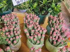 -溪岸路花鸟市场