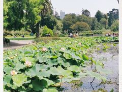 -墨尔本皇家植物园