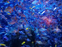 -成都浩海立方海洋公园