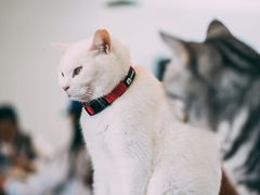 -有猫主题·治愈系猫咖(曾厝垵店)