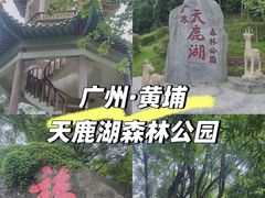 -天鹿湖森林公园