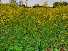 -武汉紫薇都市田园