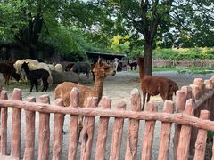 -上海野生动物园