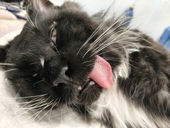 -艾吉宠物医院·疑难杂症转诊中心·猫友好(碧江路院)