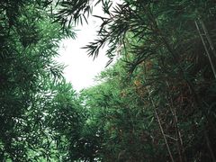 -陈家山荷花公园