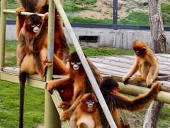 -西霞口神雕山野生动物世界