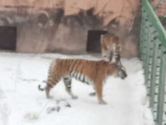 -新疆天山野生动物园