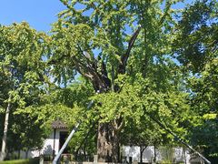 -上海佘山国家森林公园天马山园