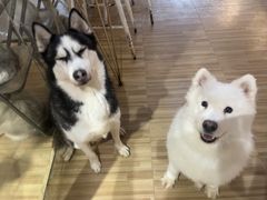 -喵小馆·猫咖狗咖猪咖·饮品店