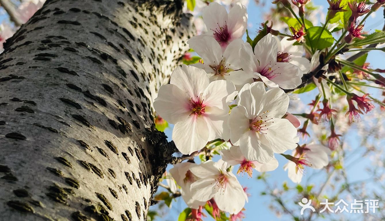 又是一年樱花季🌸