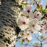 又是一年樱花季🌸