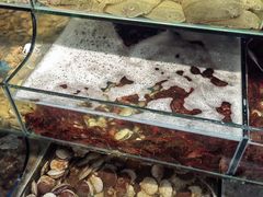 -仙螺岛海鲜自助餐厅(总店)