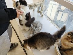 -共舞时光猫咖·狗咖(新街口店)