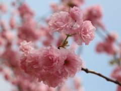-天适樱花悠乐园