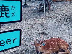 -鹿境梅花鹿生态园区