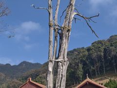 -灵光寺