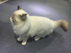 -喵的天空名猫咖啡馆·撸猫·猫舍·用品