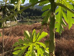 -红山村