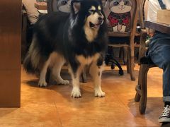 -more than meow吴止猫主题餐厅(承德 中船汇店)