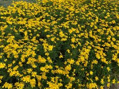 -汉长安城未央宫国家考古遗址公园