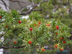 -札幌二条市场 大矶(本店)